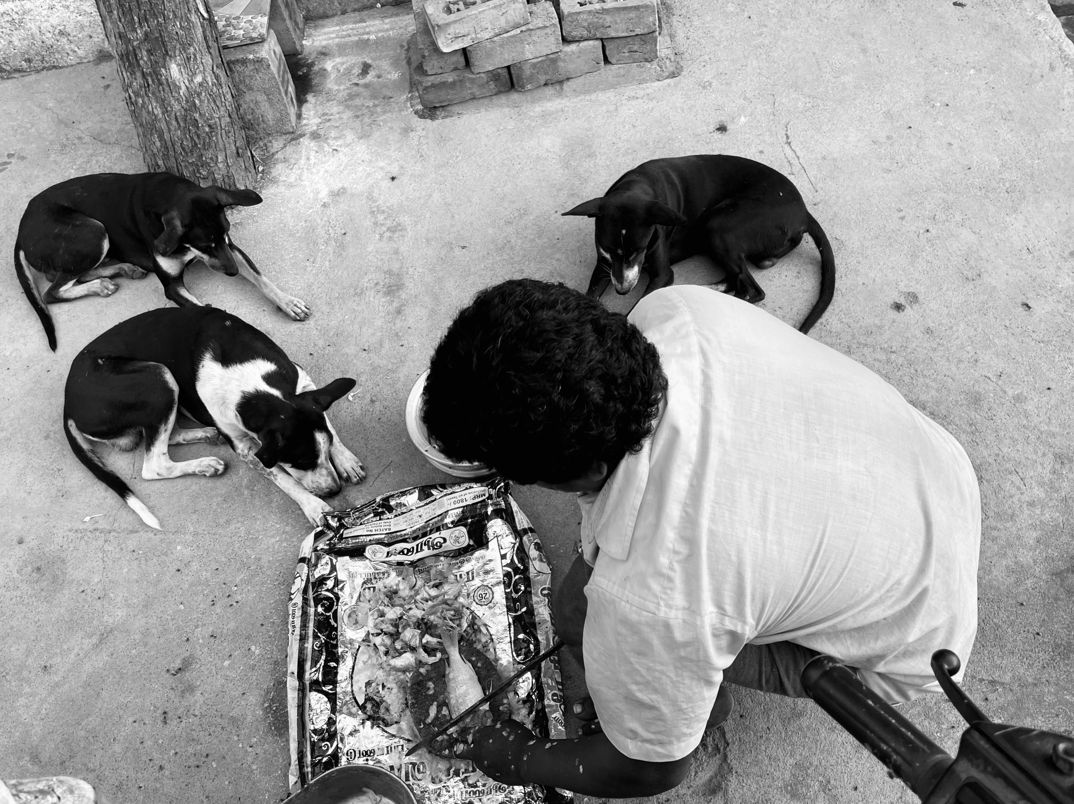 A person feeding a small pack of street dogs